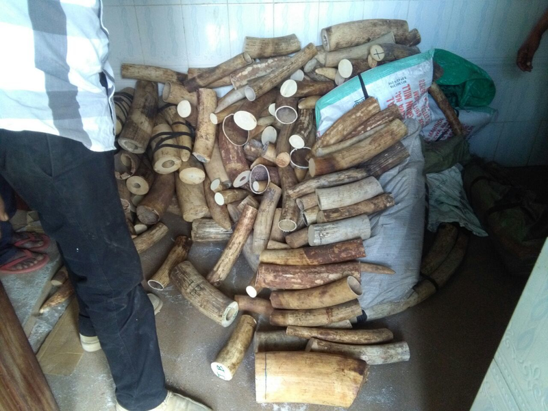 Ivory Bust: Ivory discovered by NTSCIU officers in June in a stash house in Dar es Salaam, Tanzania's economic capital.